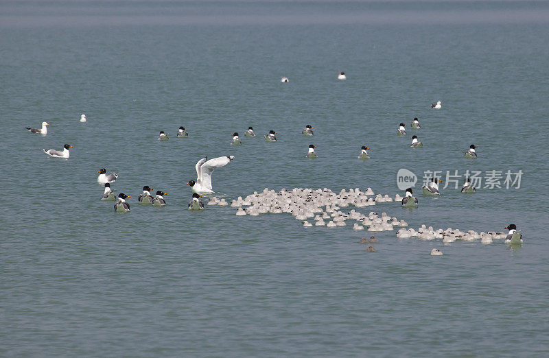 湖上的海鸥和雏鸟
