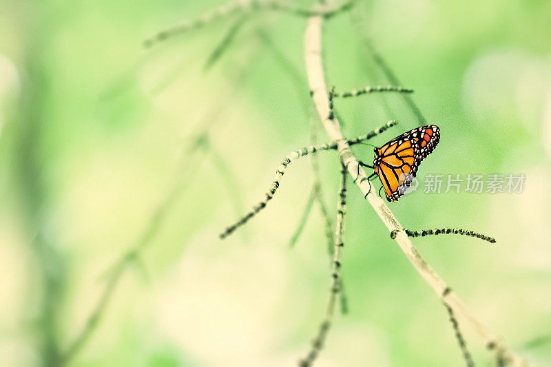树枝上的帝王蝶，背景是绿色的散景