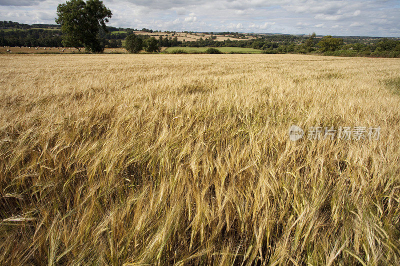 大麦成熟的领域