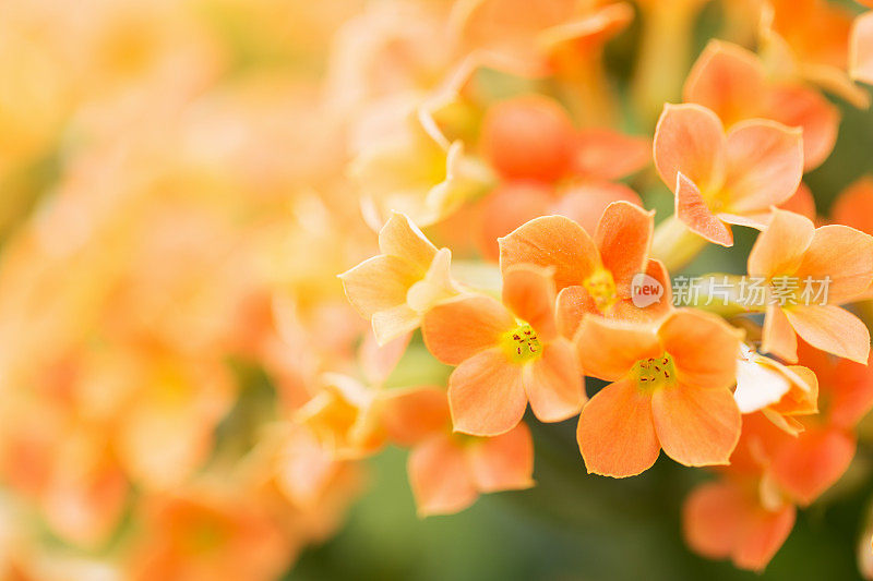 橙色高凉菜属花