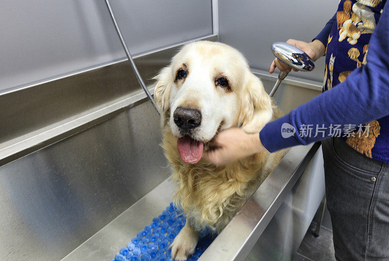 洗澡的狗金毛猎犬