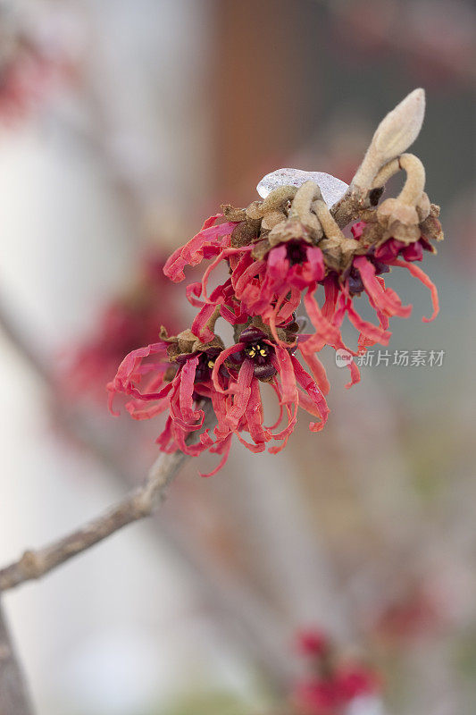 金缕梅-冬天的花