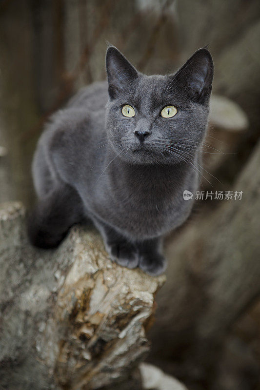 猫在木制的背景下徘徊