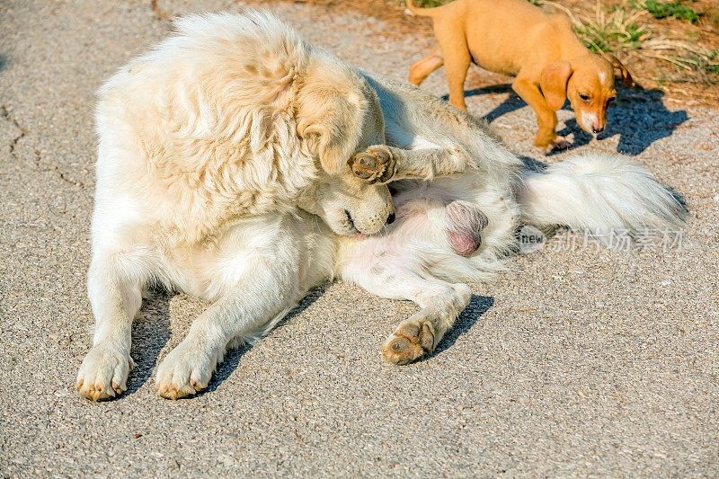 被遗弃的牧羊犬和小狗