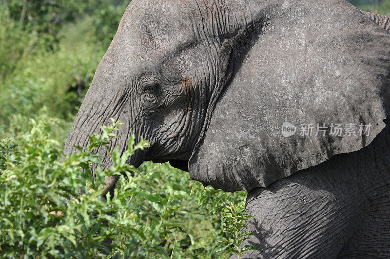 博茨瓦纳:丘比国家公园的非洲小象