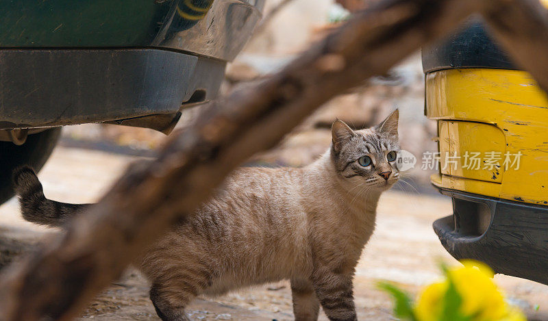 美丽的流浪猫在街上好奇地四处张望