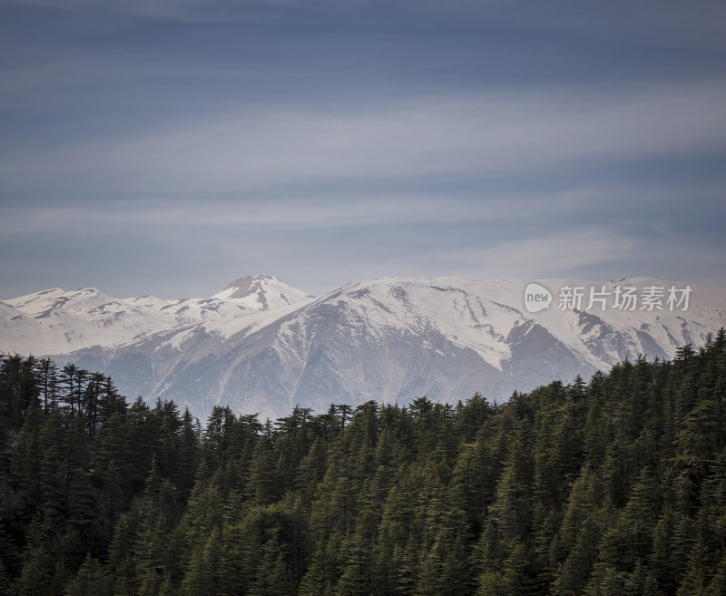 松树林，雪山