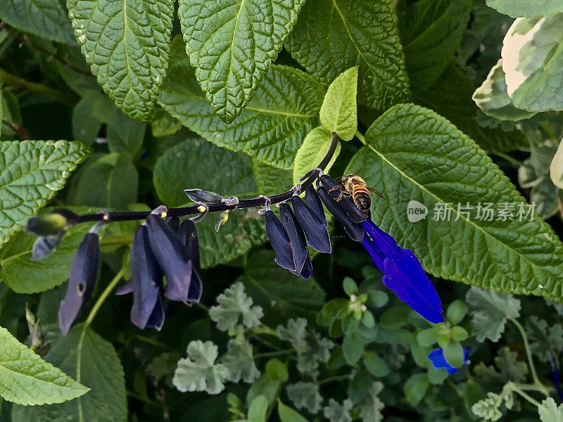 一只蜜蜂在一朵蓝色的花上