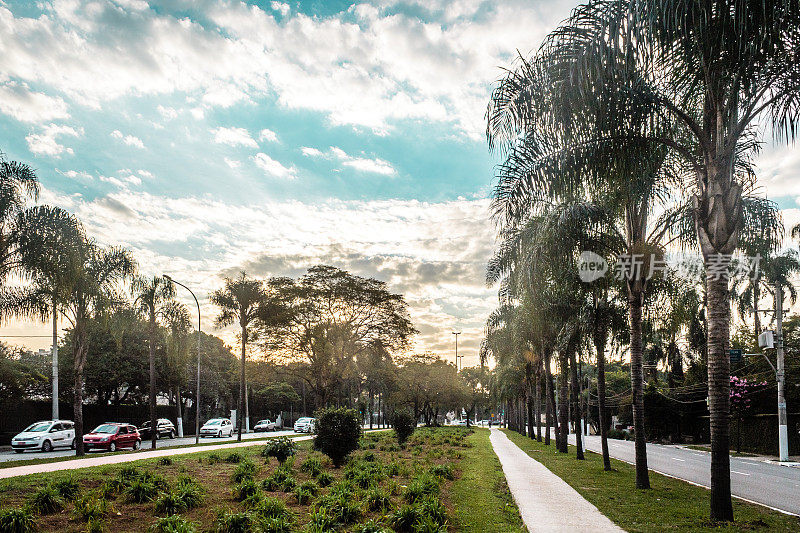 巴西圣保罗充满热带树木的街道