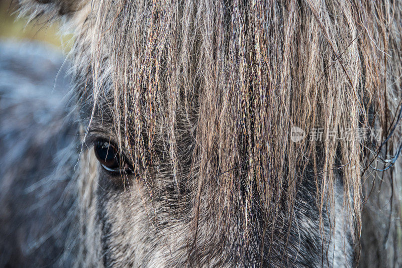 一个灰色的冰岛马的特写，鬃毛覆盖了脸。