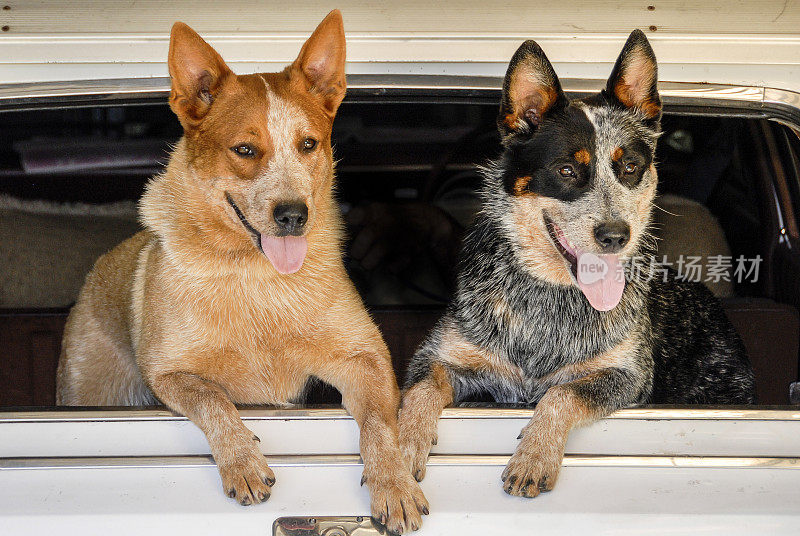 车窗边的两只快乐的澳洲牛狗