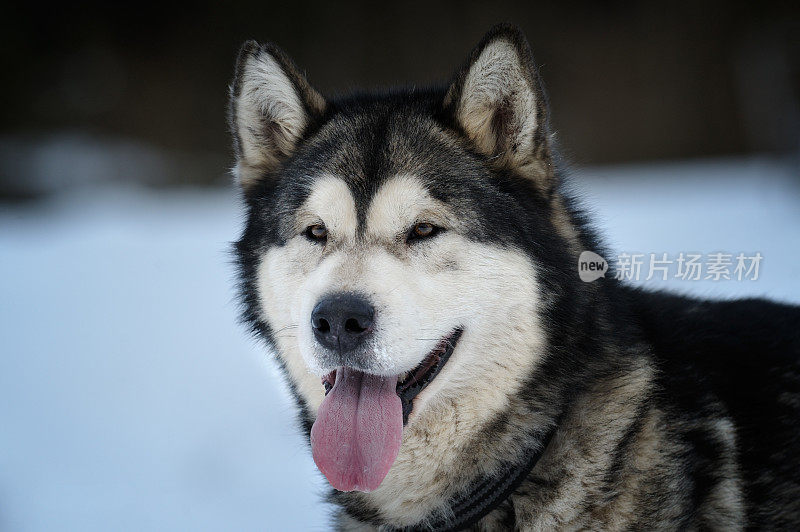 阿拉斯加雪橇犬的肖像