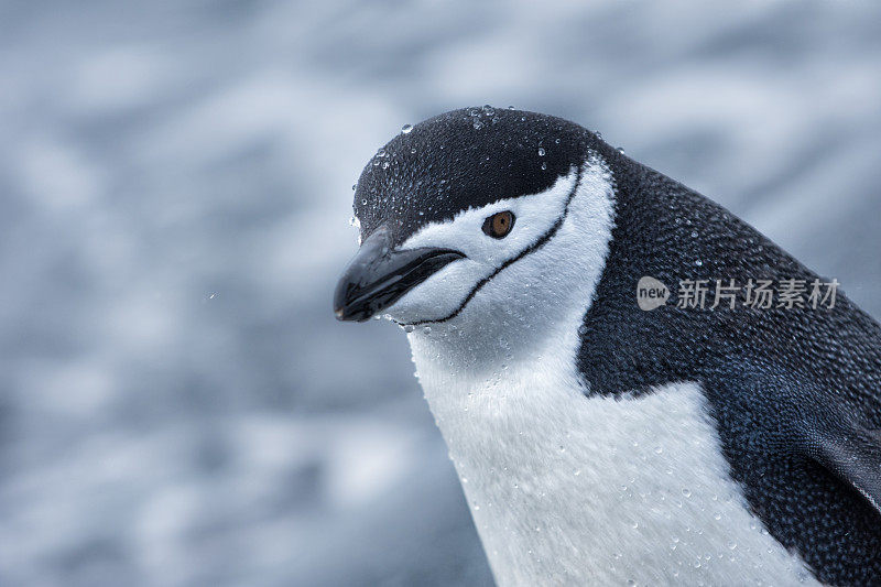 南极洲的帽带企鹅在雪地里行走