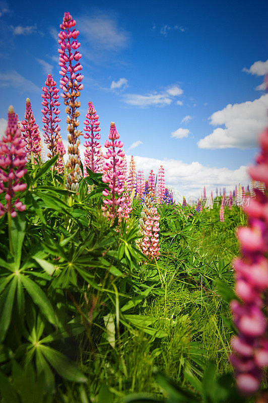 Lupins和美丽的天空