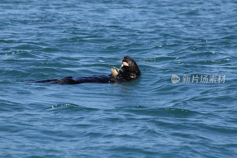 可爱的海獭在蒙特利湾吃东西