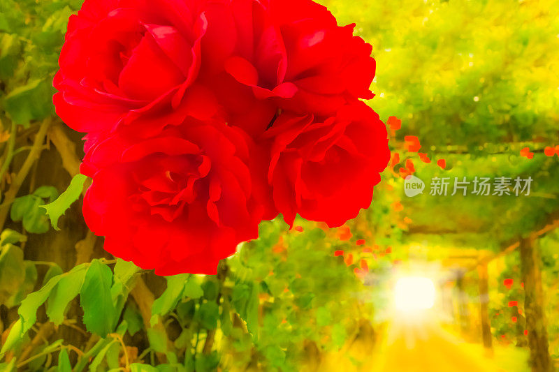鼓舞人心的红玫瑰花架小径通向明亮的光，(P)