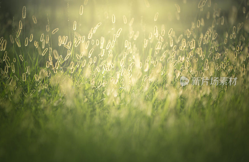 日落上的野花在田野