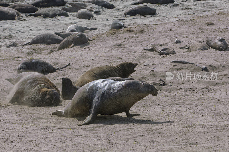 沙滩上的野生象海豹