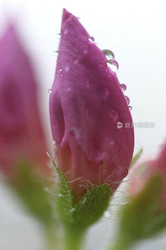 雨滴落在粉红色的花蕾上