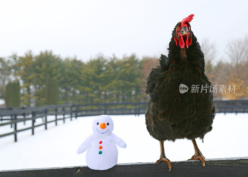 冬天栅栏上的鸡和雪人