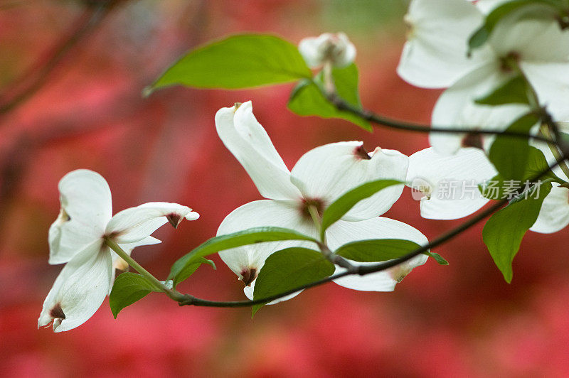 开花的山茱萸花