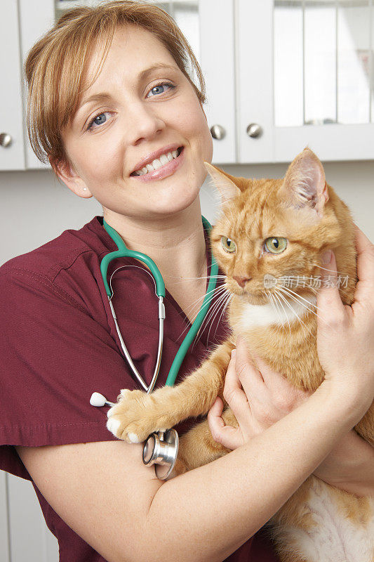 兽医护士在手术中抱着猫