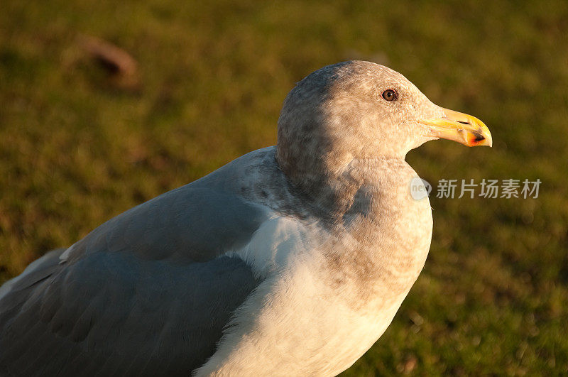 日落海鸥