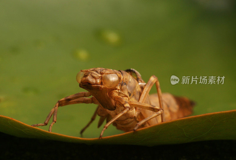 昆虫的外骨骼