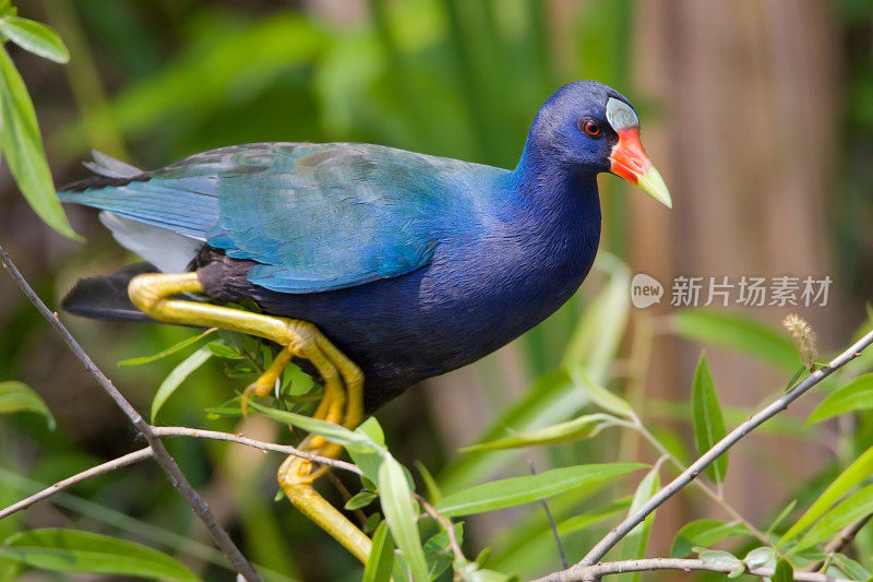 紫色Gallinule