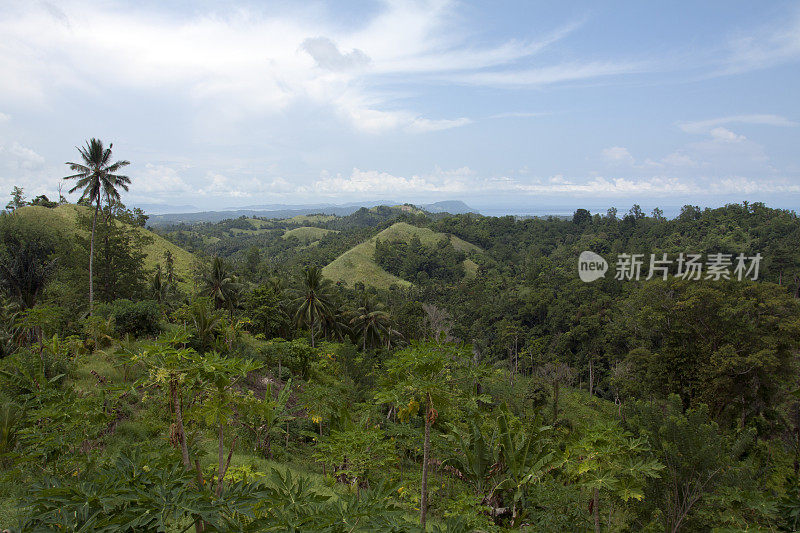 印度尼西亚的热带雨林。