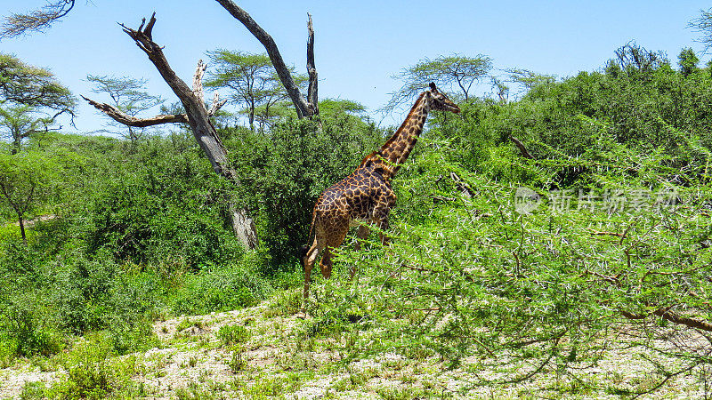非洲的野生动物....塞伦盖蒂国家公园的长颈鹿