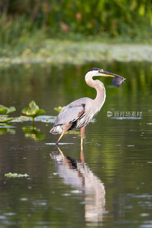 苍鹭吃鱼