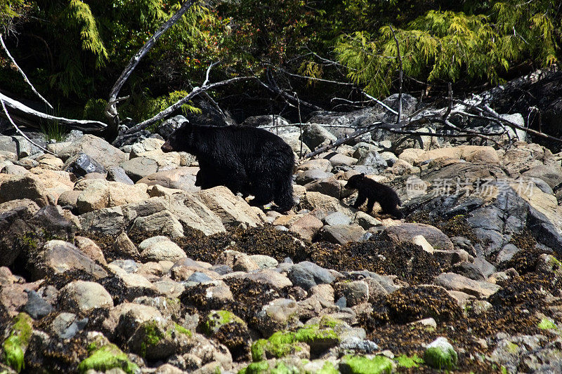 熊妈妈带着两只熊宝宝沿着河边散步