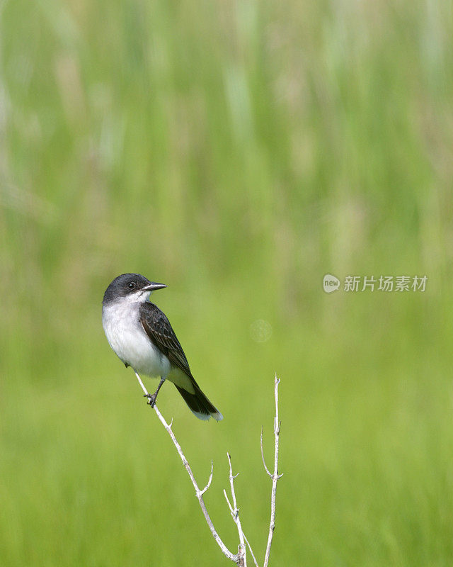 东部Kingbird栖息和回望