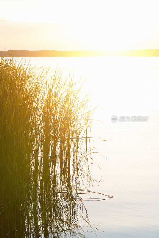 夕阳下的湖边芦苇