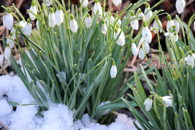 在融化的春雪中盛开的白色花莲簇