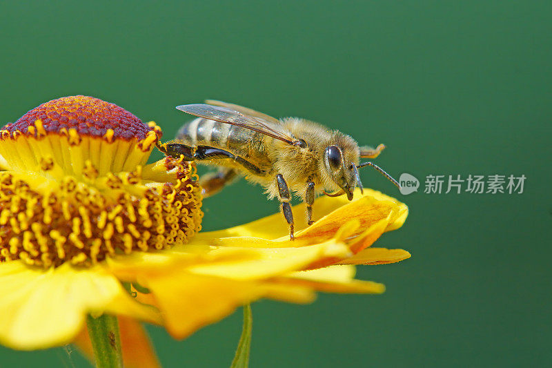 蜜蜂在氦花上