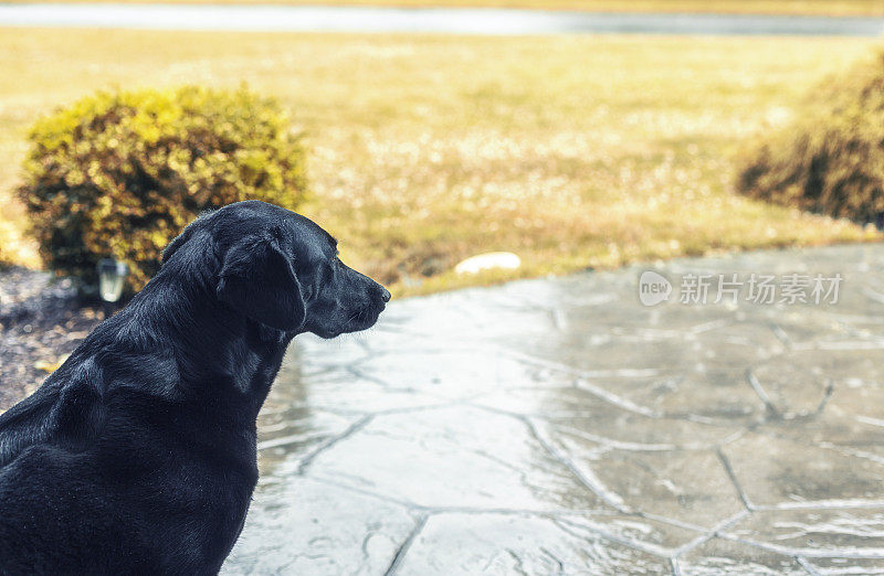 等待雨停的湿狗