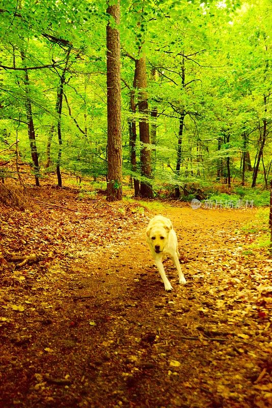 拉布拉多寻回犬