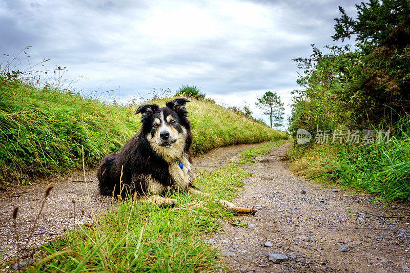 博德牧羊犬躺在草地和砾石小路上