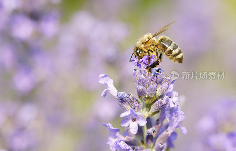 蜜蜂在薰衣草