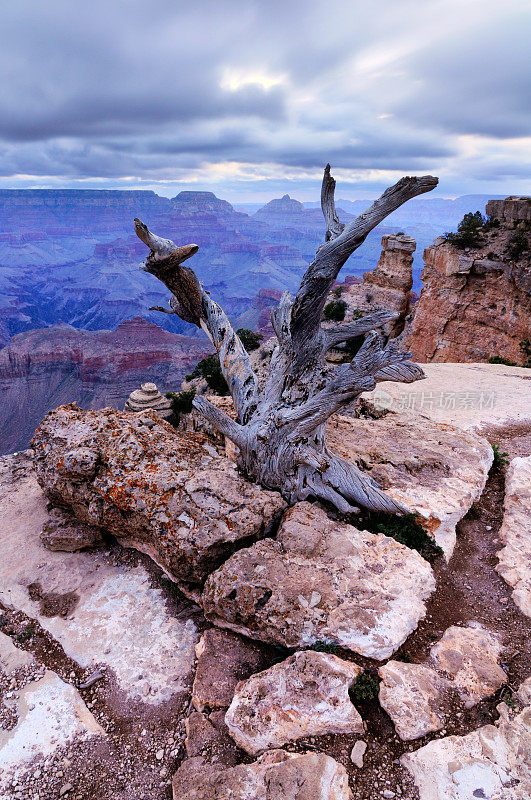 风景与干燥的树在大峡谷，亚利桑那州，美国