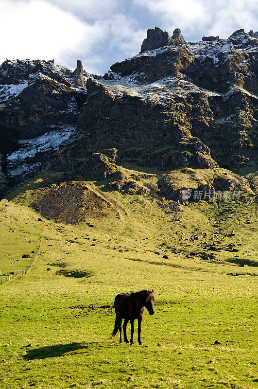 冰岛马的典型景观