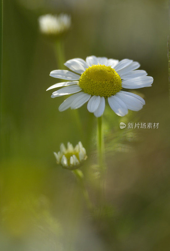 野生玛格丽特