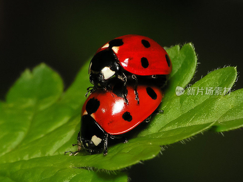 绿叶上的一对瓢虫-特写