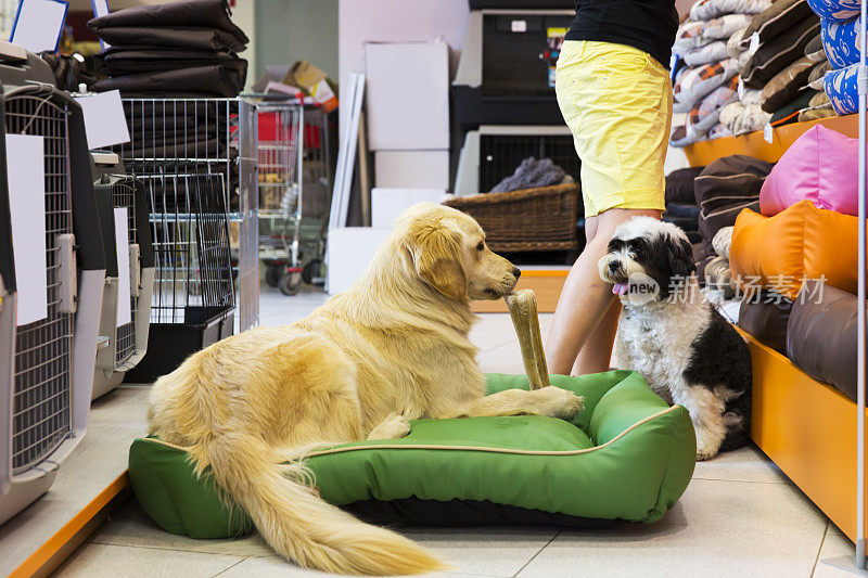 可爱的金毛猎犬和藏獒在宠物店休息