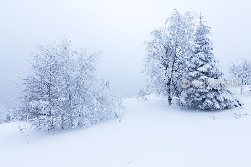 山上的冬树被新雪覆盖