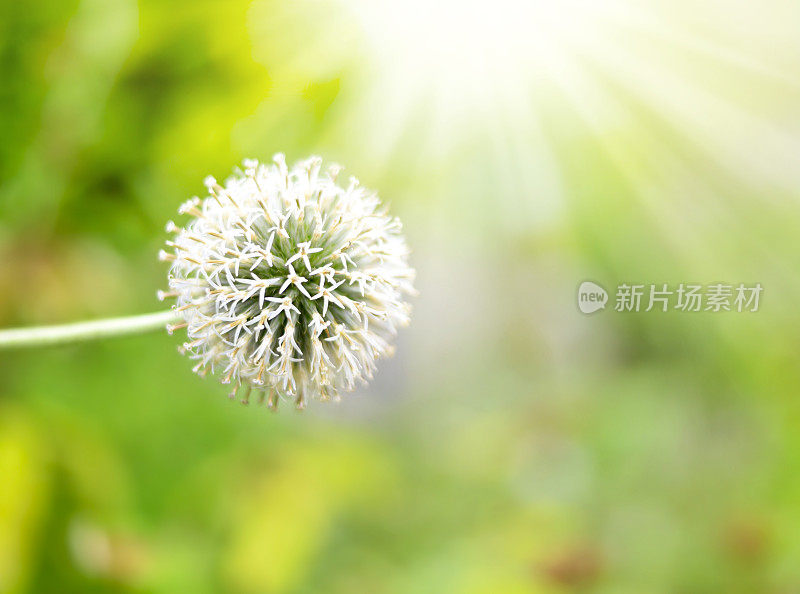 白色蒜花与复制空间