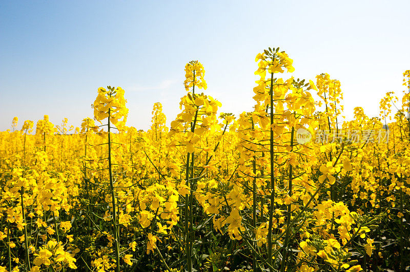 油菜花字段