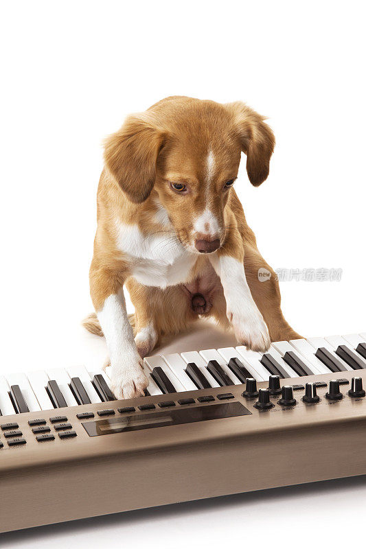 狗在键盘上弹奏音乐